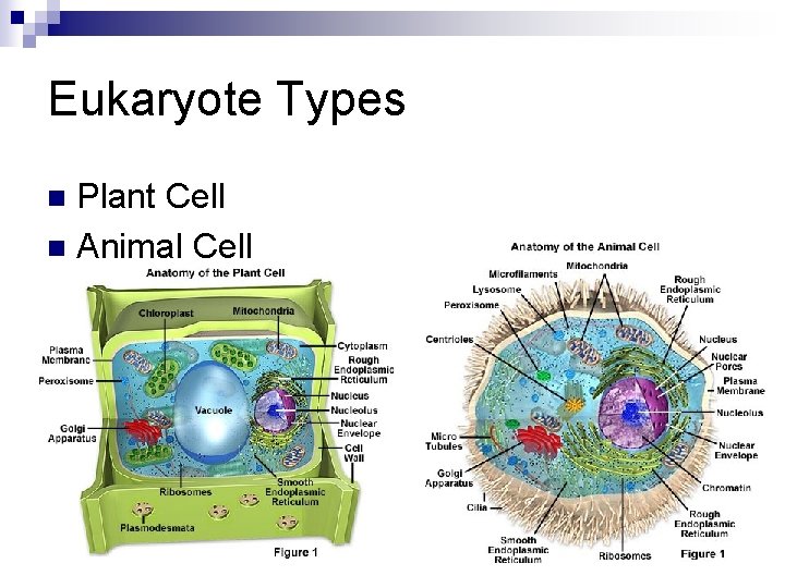 Eukaryote Types Plant Cell n Animal Cell n 