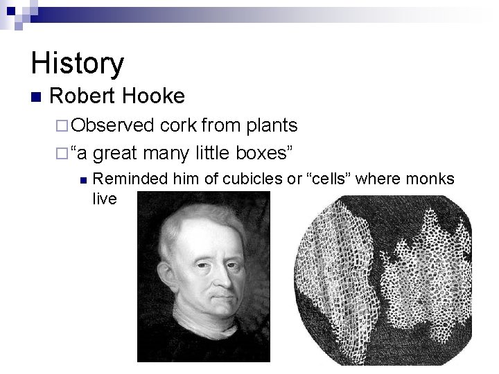 History n Robert Hooke ¨ Observed cork from plants ¨ “a great many little