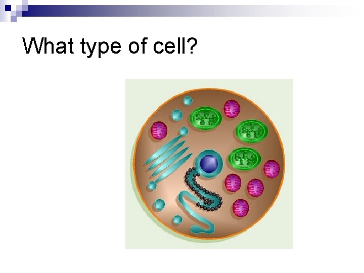 What type of cell? 