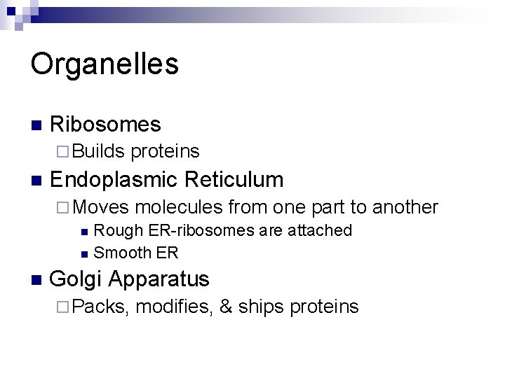 Organelles n Ribosomes ¨ Builds n proteins Endoplasmic Reticulum ¨ Moves molecules from one