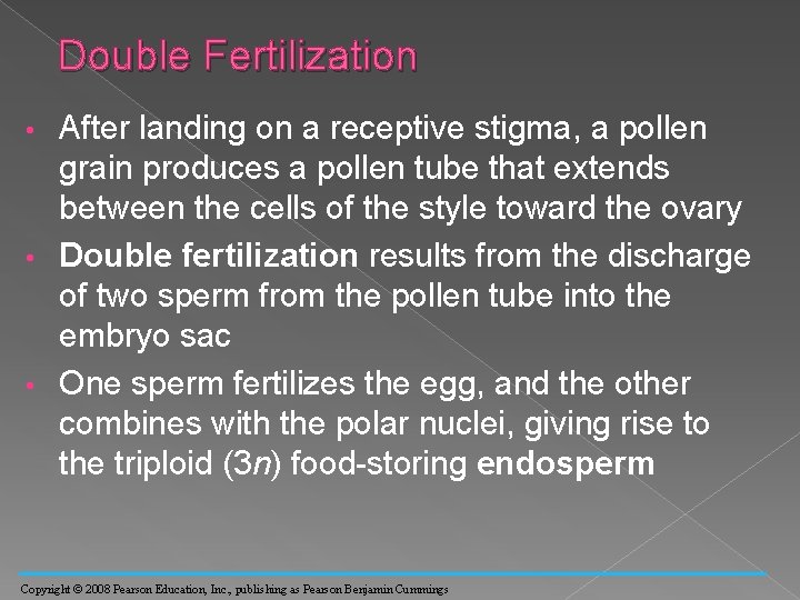 Double Fertilization After landing on a receptive stigma, a pollen grain produces a pollen