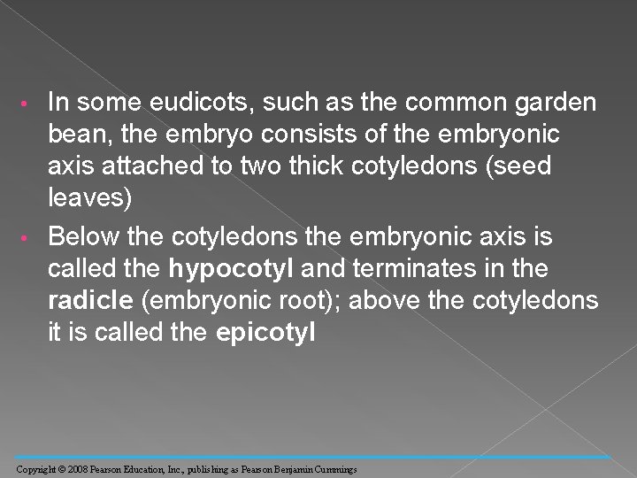 In some eudicots, such as the common garden bean, the embryo consists of the