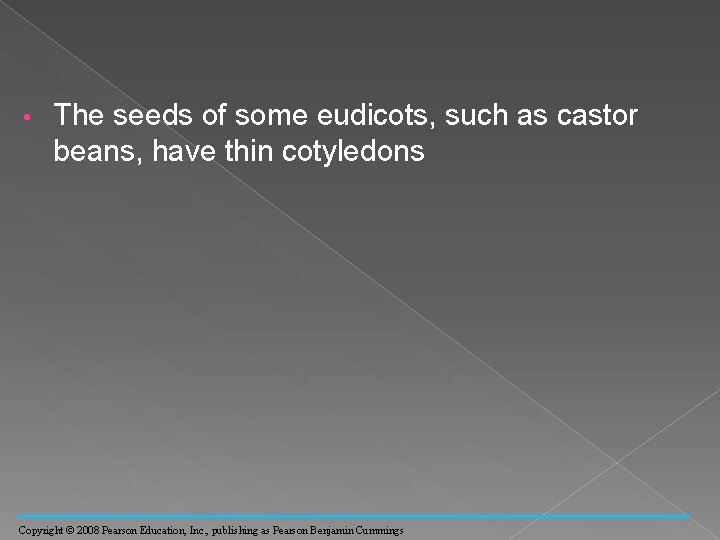  • The seeds of some eudicots, such as castor beans, have thin cotyledons