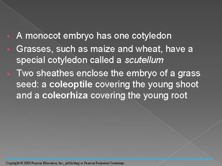 A monocot embryo has one cotyledon • Grasses, such as maize and wheat, have