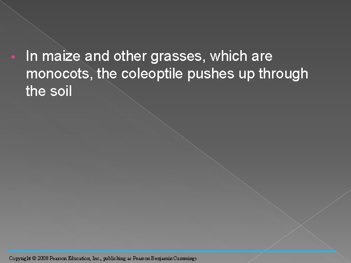  • In maize and other grasses, which are monocots, the coleoptile pushes up