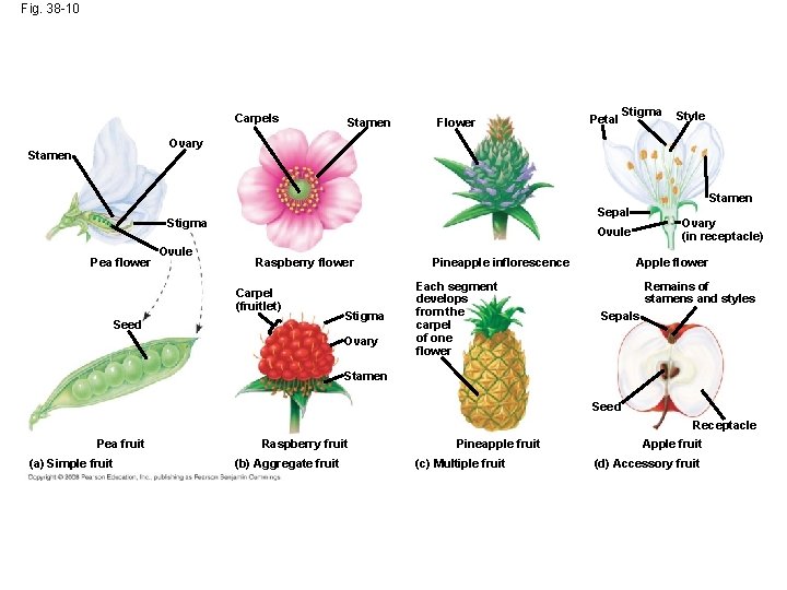 Fig. 38 -10 Carpels Stamen Flower Petal Stigma Style Ovary Stamen Sepal Stigma Pea
