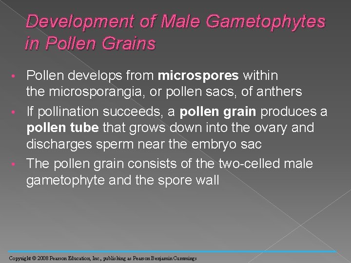 Development of Male Gametophytes in Pollen Grains Pollen develops from microspores within the microsporangia,