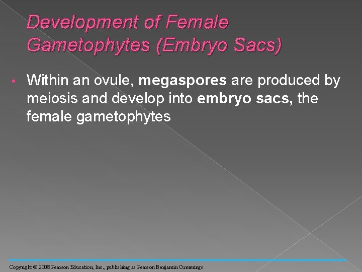 Development of Female Gametophytes (Embryo Sacs) • Within an ovule, megaspores are produced by
