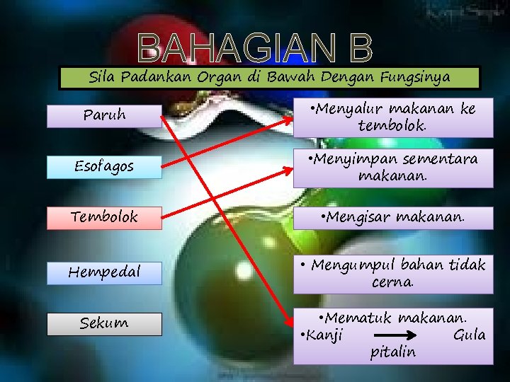 BAHAGIAN B Sila Padankan Organ di Bawah Dengan Fungsinya Paruh • Menyalur makanan ke