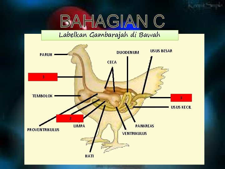 BAHAGIAN C Labelkan Gambarajah di Bawah DUODENUM PARUH USUS BESAR CECA ESOPH 1 AGUS