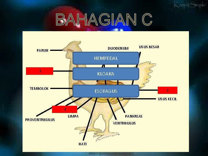 BAHAGIAN C DUODENUM PARUH USUS BESAR CECA HEMPEDAL ESOPH 1 AGUS KLOAKA TEMBOLOK ESOFAGUS