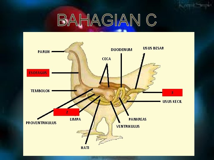 BAHAGIAN C DUODENUM PARUH USUS BESAR CECA ESOFAGUS TEMBOLOK KLO 3 AKA USUS KECIL