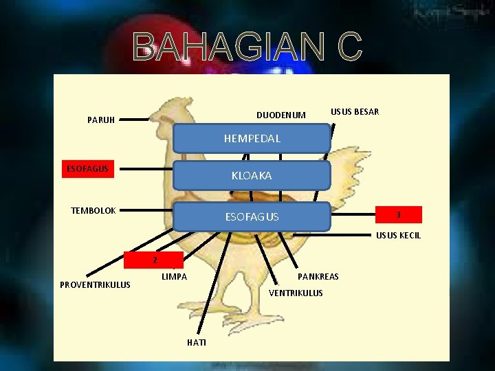 BAHAGIAN C DUODENUM PARUH USUS BESAR CECA HEMPEDAL ESOFAGUS KLOAKA TEMBOLOK KLO 3 AKA