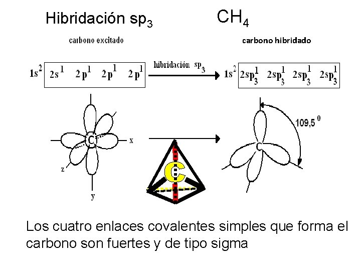 Hibridación sp 3 CH 4 carbono hibridado Los cuatro enlaces covalentes simples que forma
