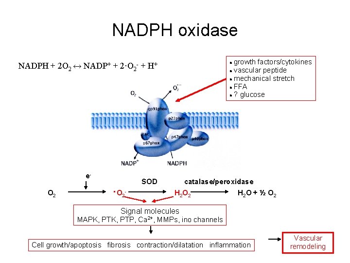 NADPH oxidase growth factors/cytokines vascular peptide mechanical stretch FFA ? glucose NADPH + 2