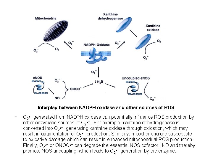 Interplay between NADPH oxidase and other sources of ROS • O 2 • −