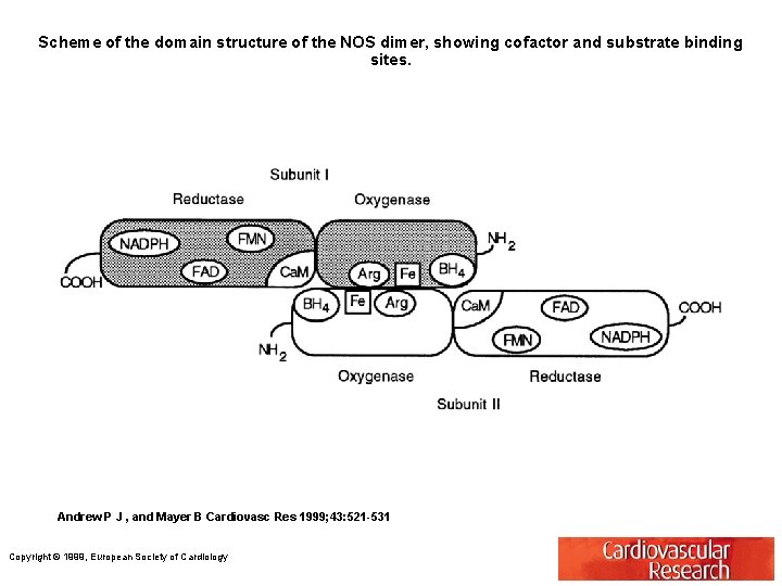 Scheme of the domain structure of the NOS dimer, showing cofactor and substrate binding