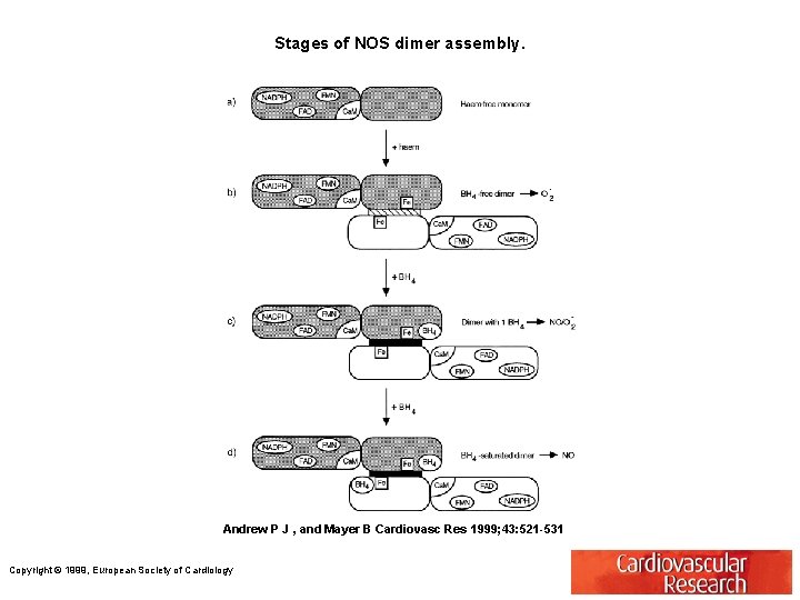 Stages of NOS dimer assembly. Andrew P J , and Mayer B Cardiovasc Res
