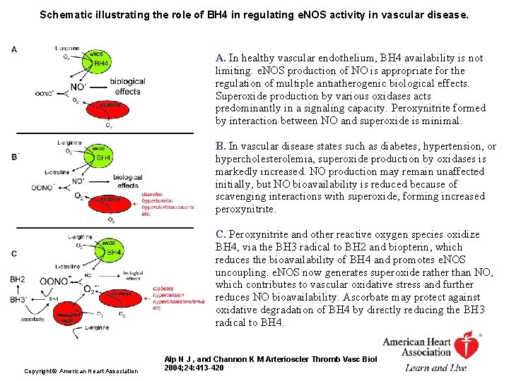 Schematic illustrating the role of BH 4 in regulating e. NOS activity in vascular