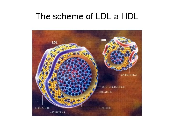 The scheme of LDL a HDL 