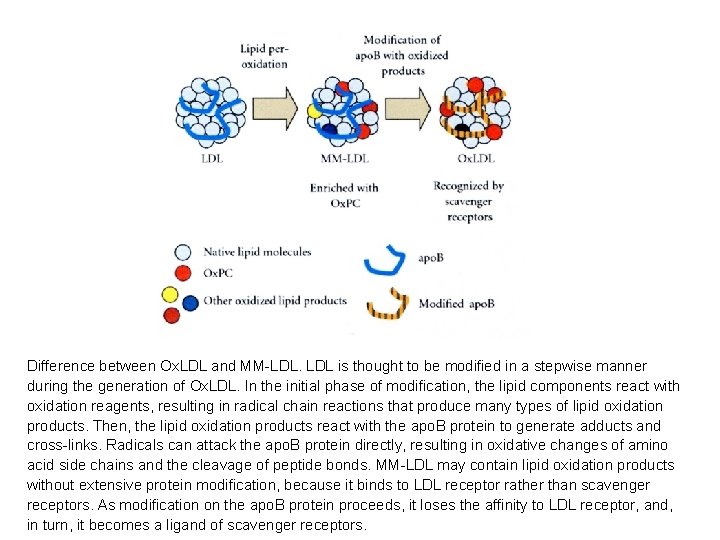 Difference between Ox. LDL and MM-LDL. LDL is thought to be modified in a