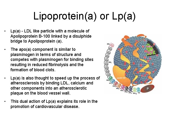 Lipoprotein(a) or Lp(a) • Lp(a) - LDL like particle with a molecule of Apolipoprotein