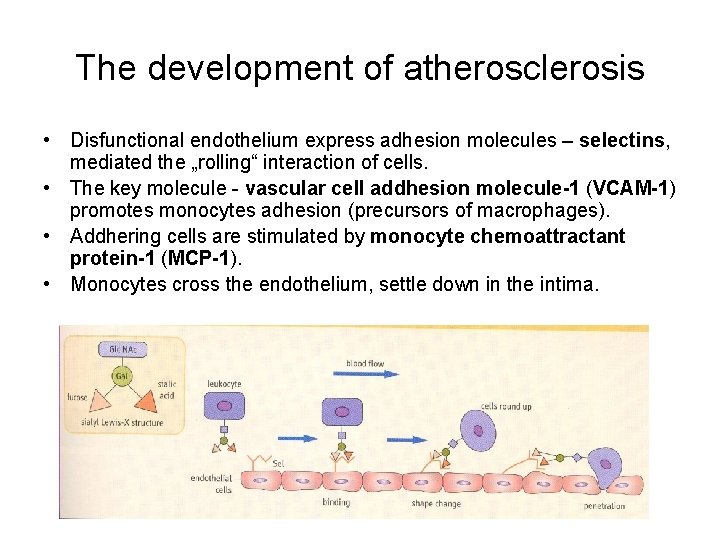 The development of atherosclerosis • Disfunctional endothelium express adhesion molecules – selectins, mediated the