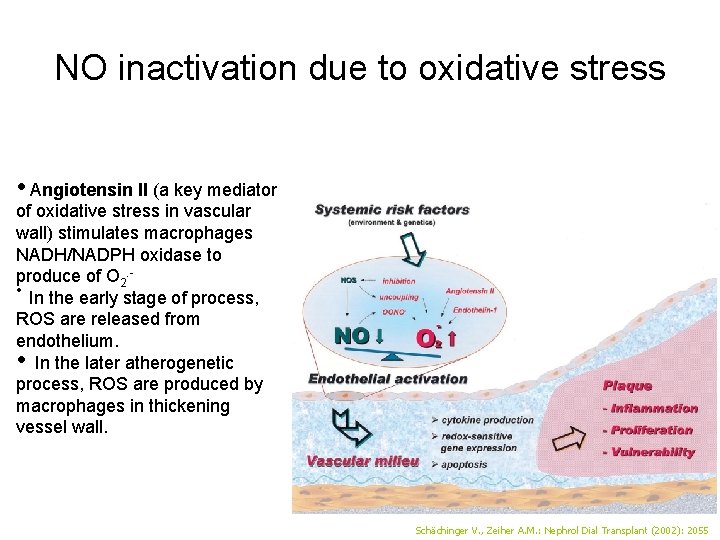 NO inactivation due to oxidative stress • Angiotensin II (a key mediator of oxidative