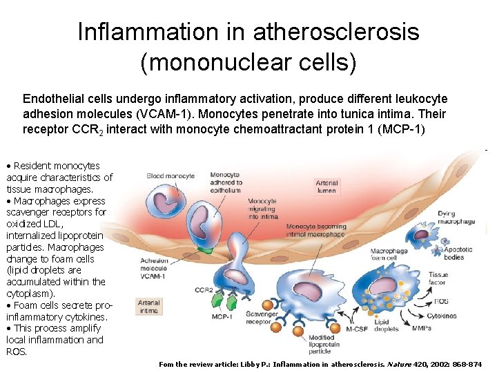 Inflammation in atherosclerosis (mononuclear cells) Endothelial cells undergo inflammatory activation, produce different leukocyte adhesion
