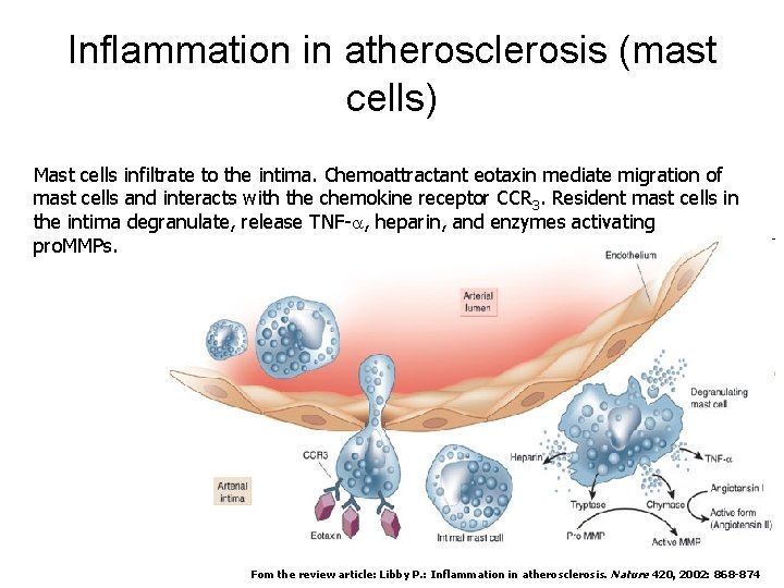 Inflammation in atherosclerosis (mast cells) Mast cells infiltrate to the intima. Chemoattractant eotaxin mediate