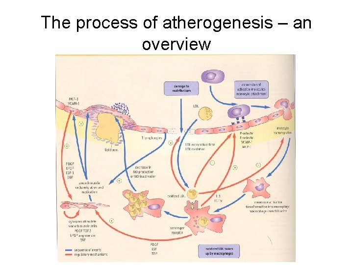 The process of atherogenesis – an overview 