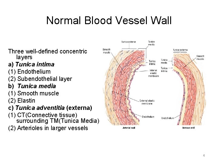 Normal Blood Vessel Wall Three well-defined concentric layers a) Tunica intima (1) Endothelium (2)