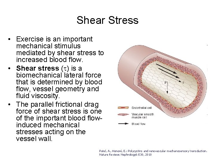 Shear Stress • Exercise is an important mechanical stimulus mediated by shear stress to