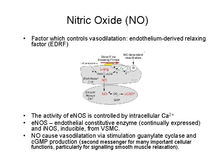 Nitric Oxide (NO) • Factor which controls vasodilatation: endothelium-derived relaxing factor (EDRF) • The