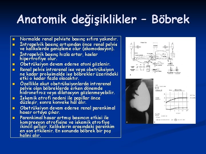 Anatomik değişiklikler – Böbrek n n n n n Normalde renal pelviste basınç sıfıra