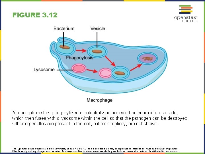 CONCEPTS OF BIOLOGY Chapter 3 CELL STRUCTURE AND