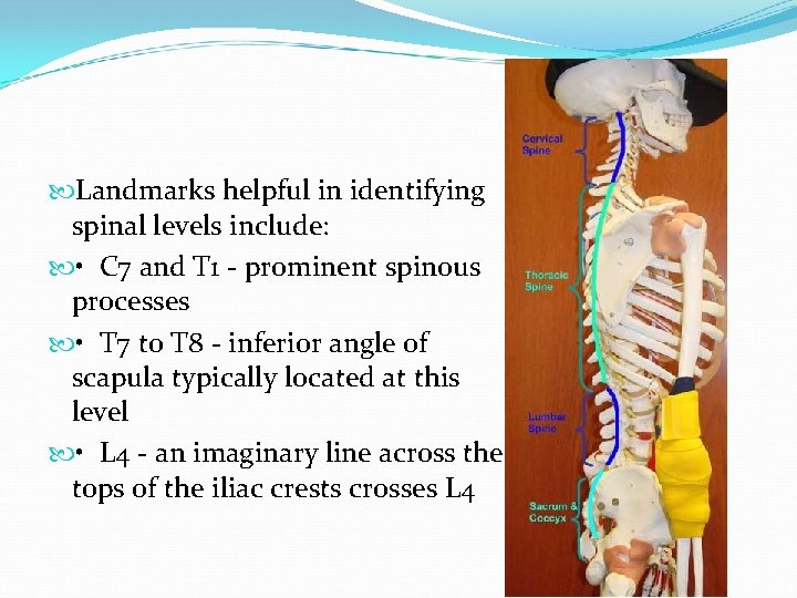  Landmarks helpful in identifying spinal levels include: • C 7 and T 1