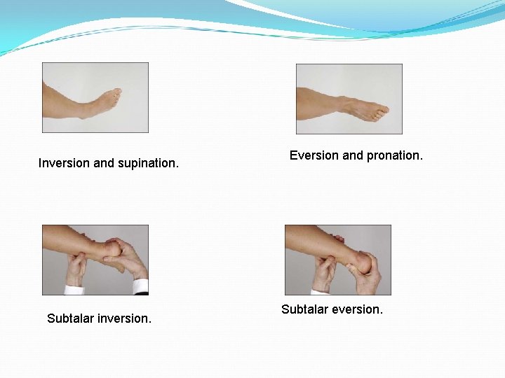 Inversion and supination. Subtalar inversion. Eversion and pronation. Subtalar eversion. 