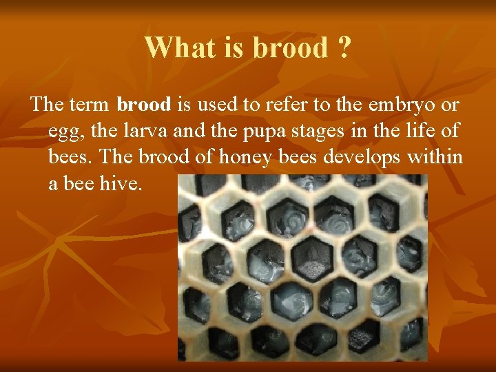 What is brood ? The term brood is used to refer to the embryo