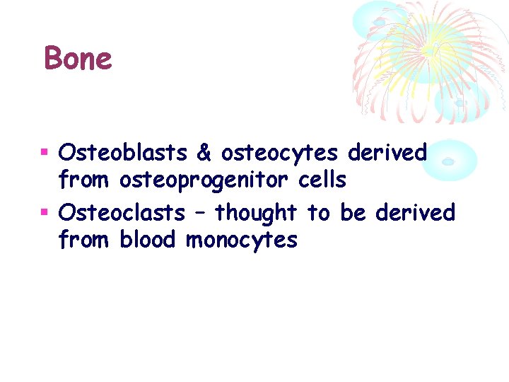 Bone Osteoblasts & osteocytes derived from osteoprogenitor cells Osteoclasts – thought to be derived