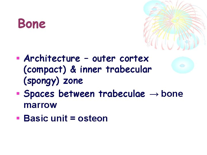 Bone Architecture – outer cortex (compact) & inner trabecular (spongy) zone Spaces between trabeculae