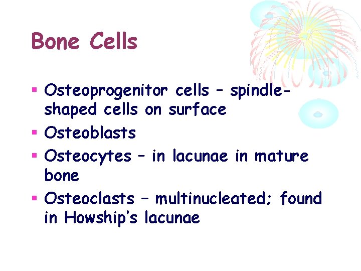 Bone Cells Osteoprogenitor cells – spindleshaped cells on surface Osteoblasts Osteocytes – in lacunae