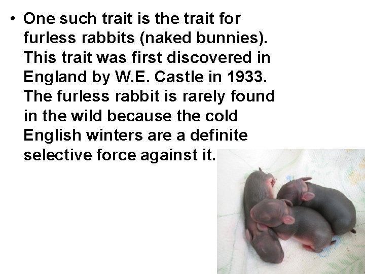  • One such trait is the trait for furless rabbits (naked bunnies). This