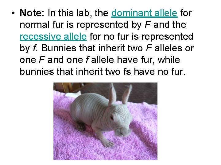  • Note: In this lab, the dominant allele for normal fur is represented