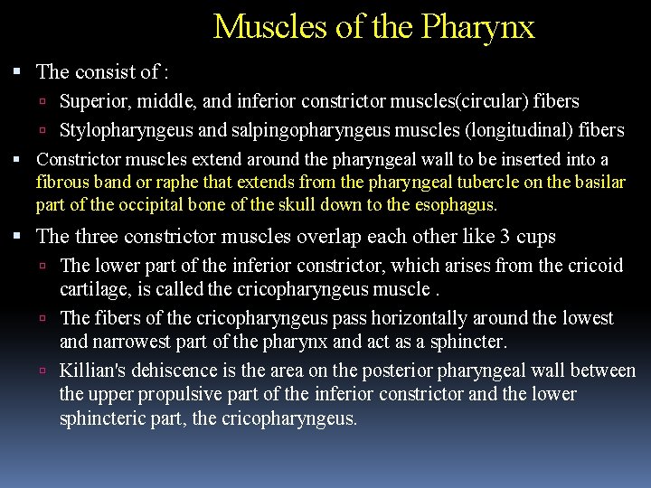 Muscles of the Pharynx The consist of : Superior, middle, and inferior constrictor muscles(circular)