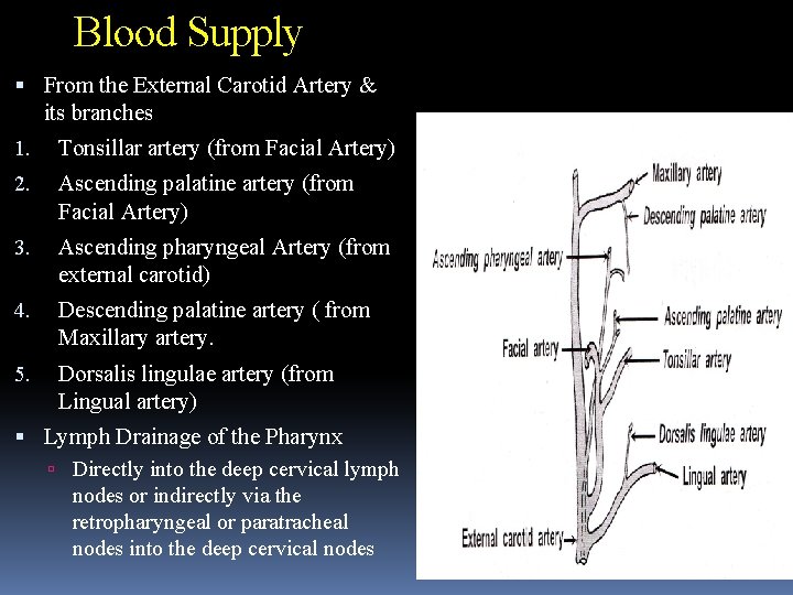 Blood Supply From the External Carotid Artery & its branches 1. Tonsillar artery (from