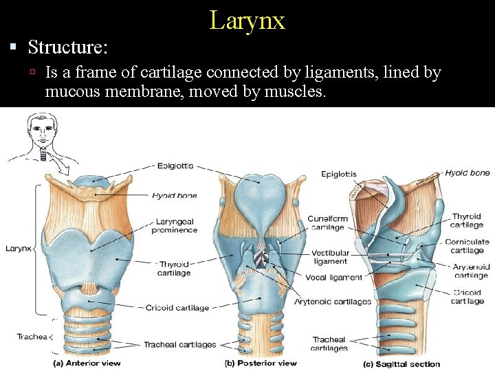 Larynx Structure: Is a frame of cartilage connected by ligaments, lined by mucous membrane,