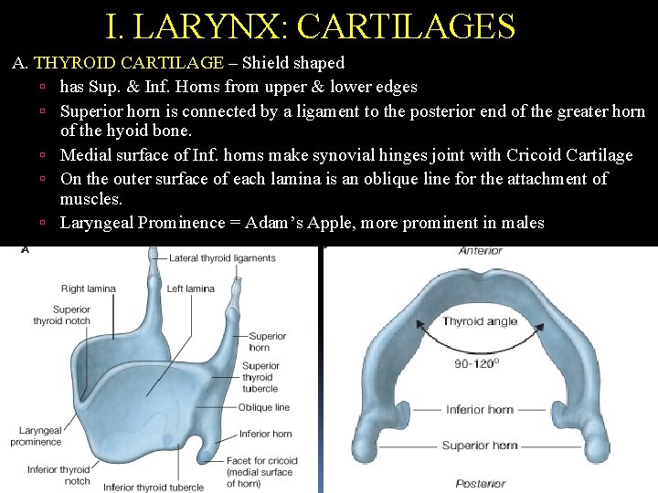 I. LARYNX: CARTILAGES A. THYROID CARTILAGE – Shield shaped has Sup. & Inf. Horns