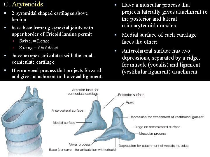 C. Arytenoids 2 pyramidal shaped cartilages above lamina have base froming synovial joints with