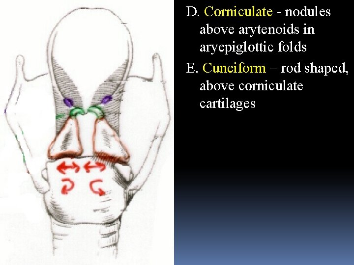 D. Corniculate - nodules above arytenoids in aryepiglottic folds E. Cuneiform – rod shaped,